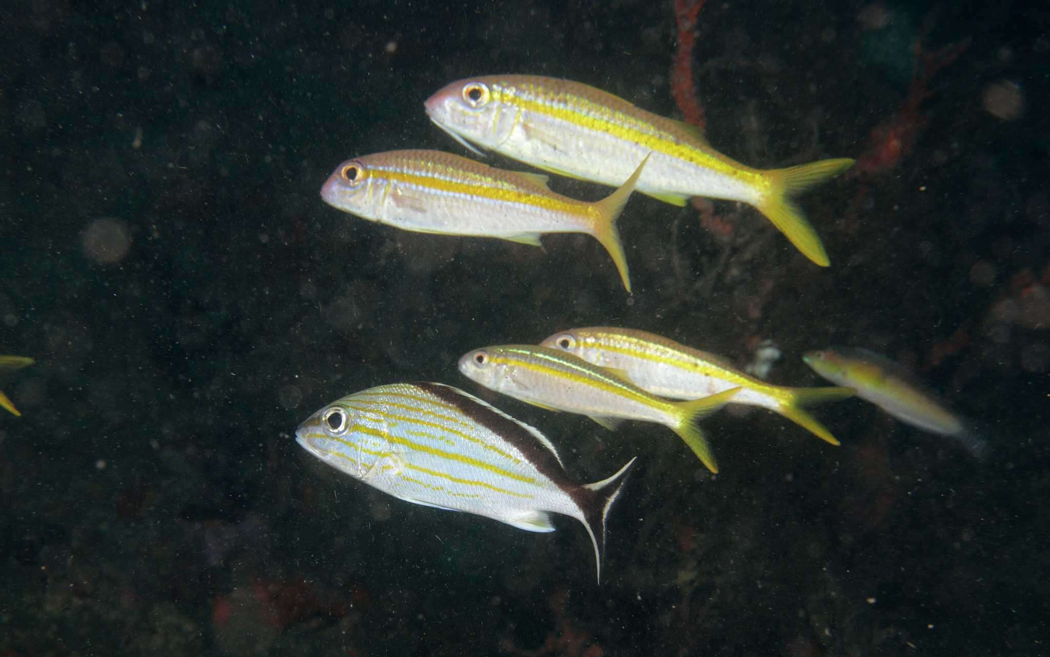 Image of Blacktail grunt