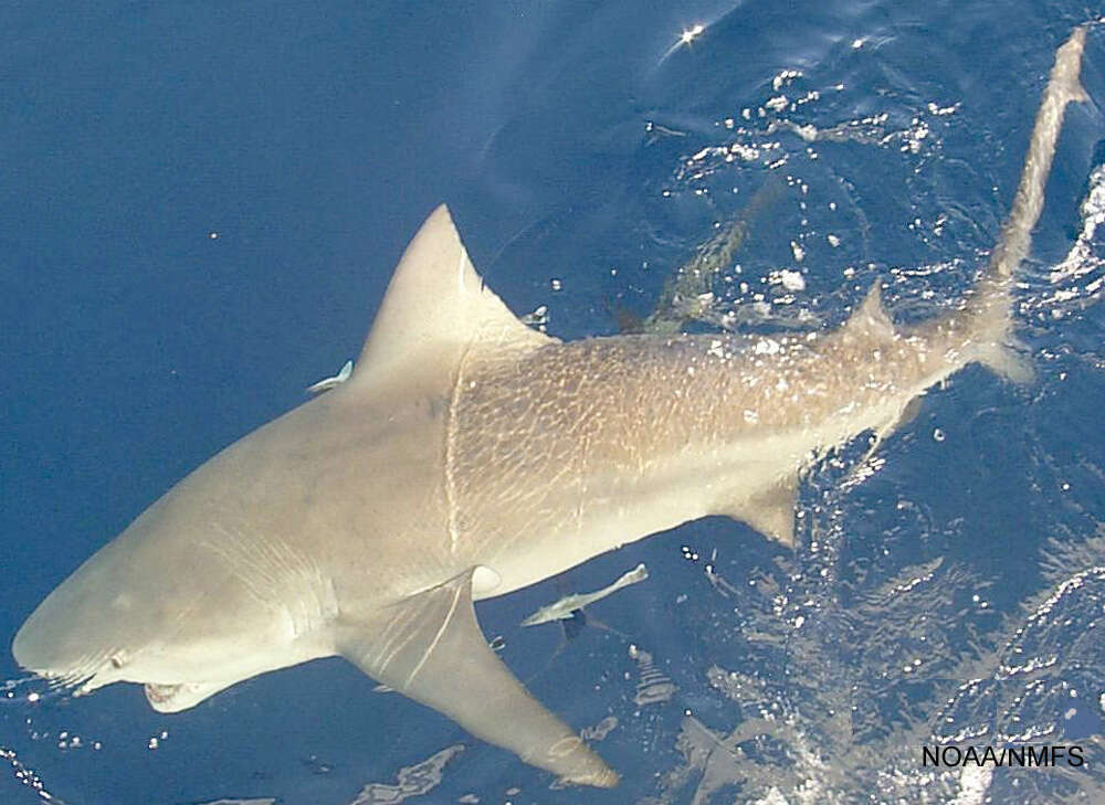 Image of Bull Shark