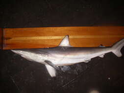 Image of Spinner Shark