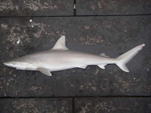 Image of Blacknose Shark