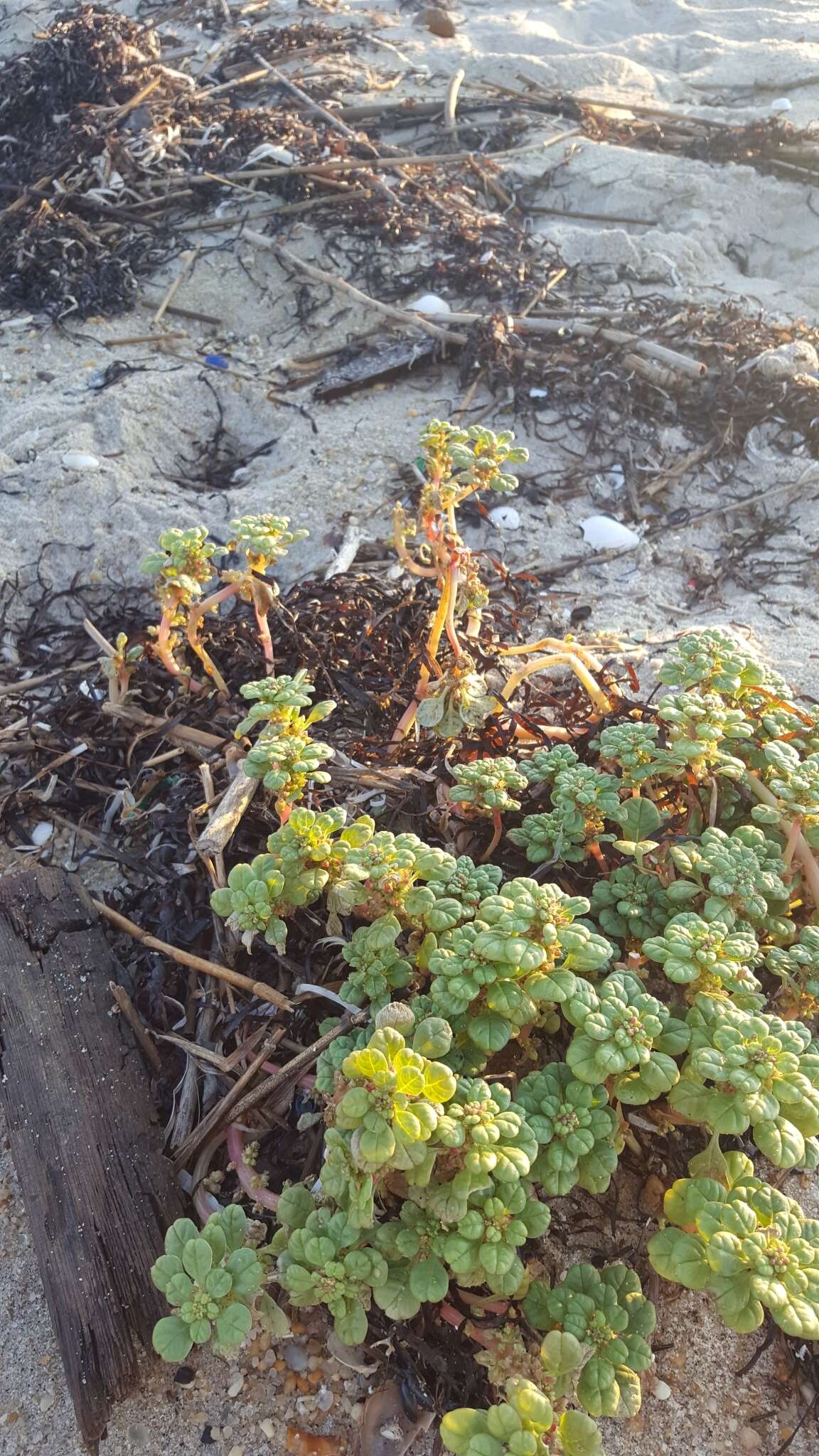 Image of seaside amaranth