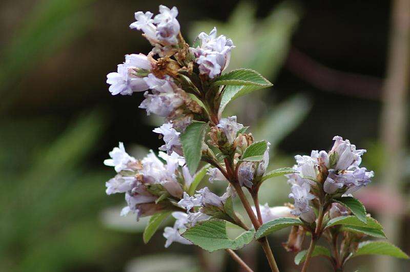 Image of Strobilanthes kunthiana