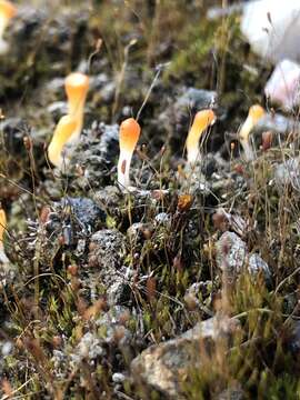 Imagem de Multiclavula vernalis (Schwein.) R. H. Petersen 1967