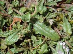 Image of rampion mignonette