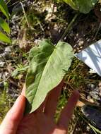 Image of Carey's balsamroot