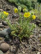 Image of Potentilla astracanica subsp. callieri (Th. Wolf) J. Soják