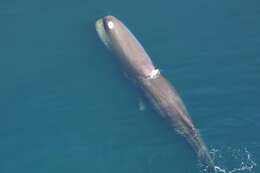 Image of sperm whales