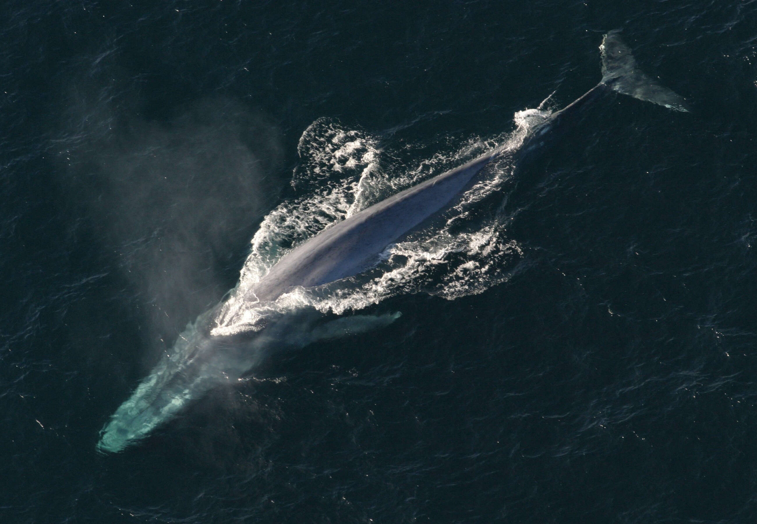 Image of Pygmy Blue Whale