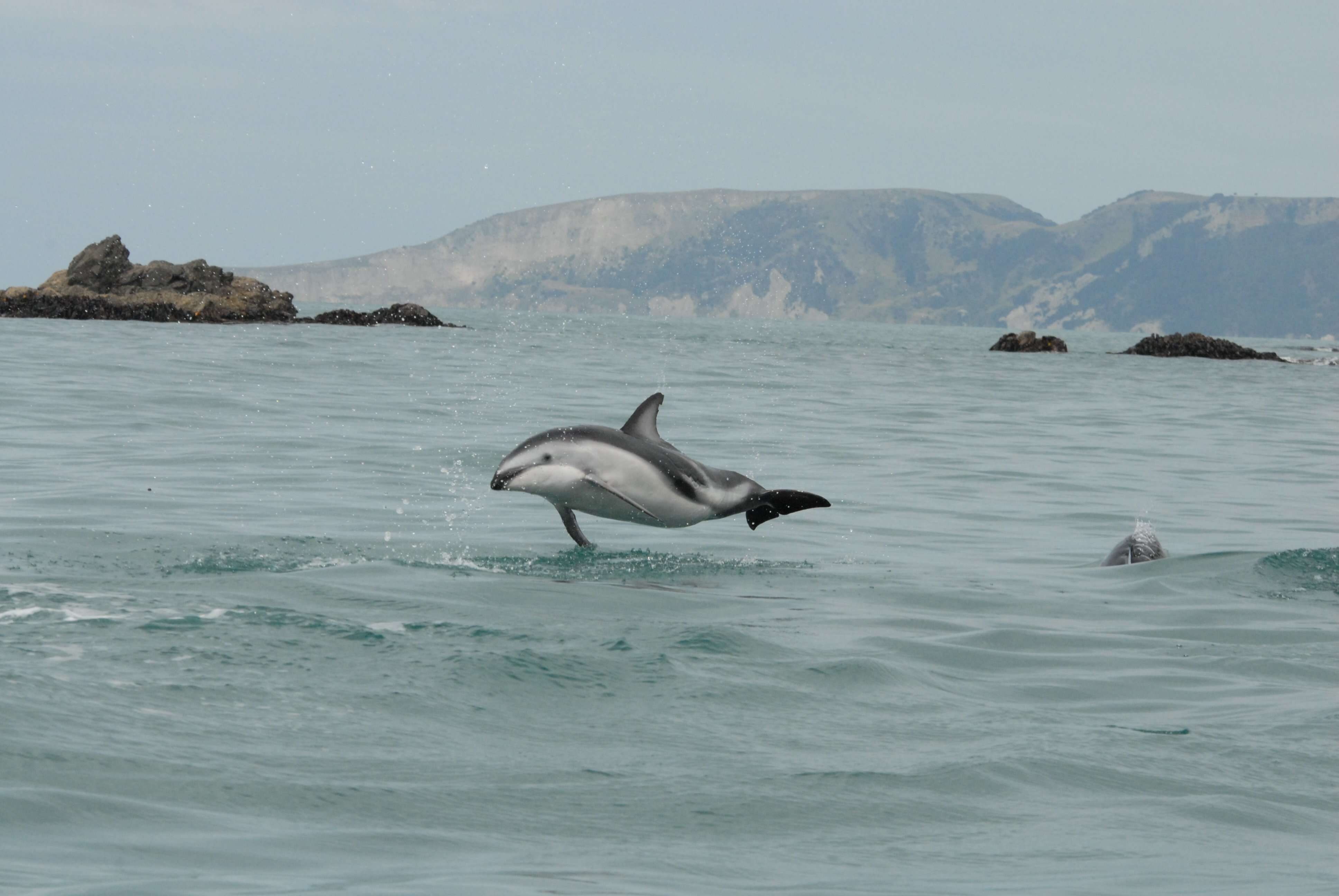 Image of Dusky Dolphin