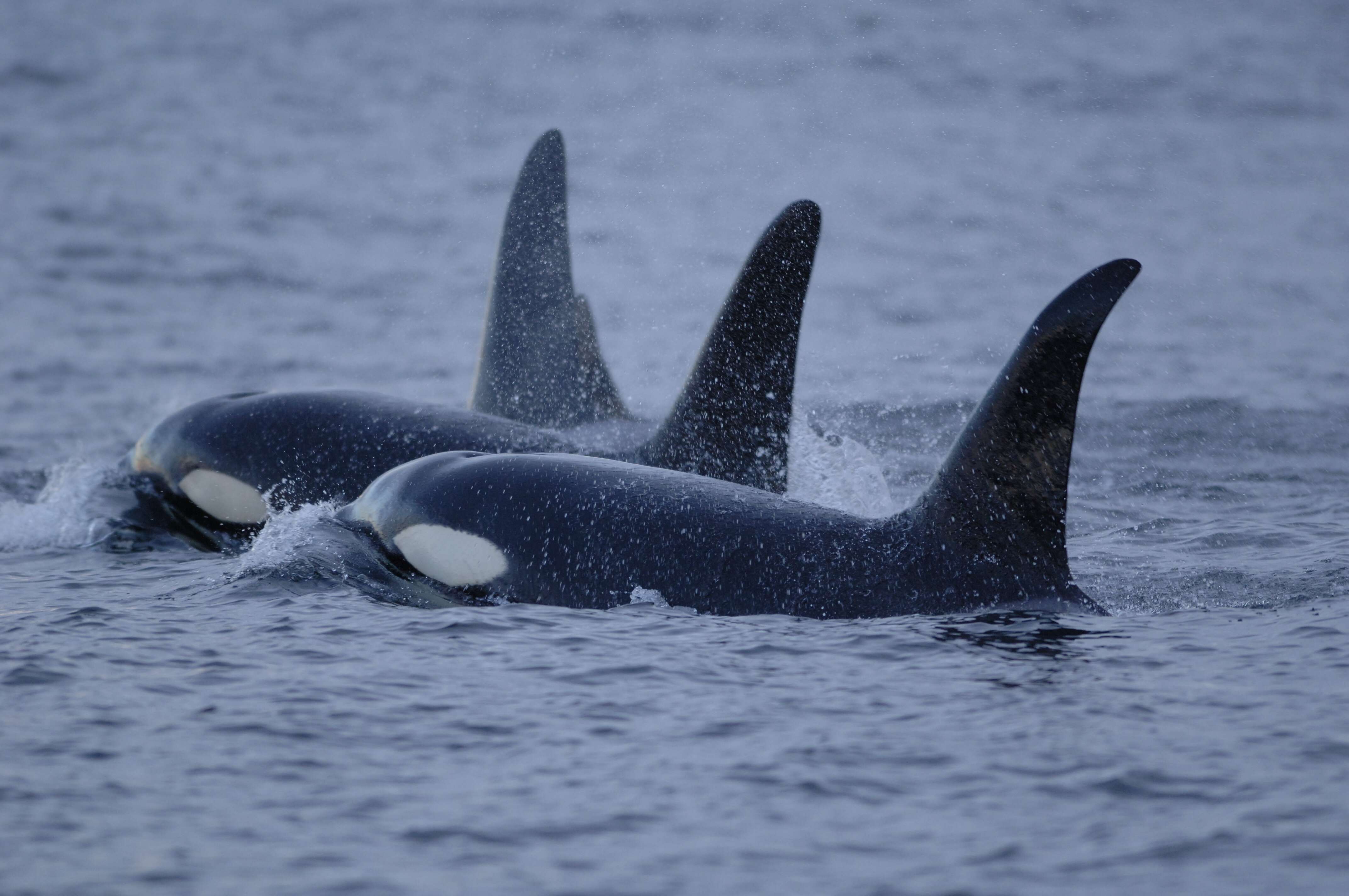 Image of killer whale