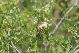 Image of Funastrum elegans (Decne.) Schltr.