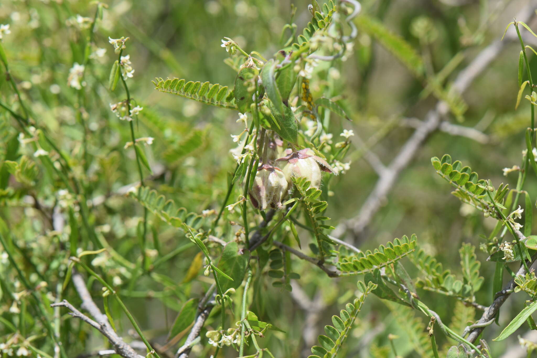 Image of Funastrum elegans (Decne.) Schltr.