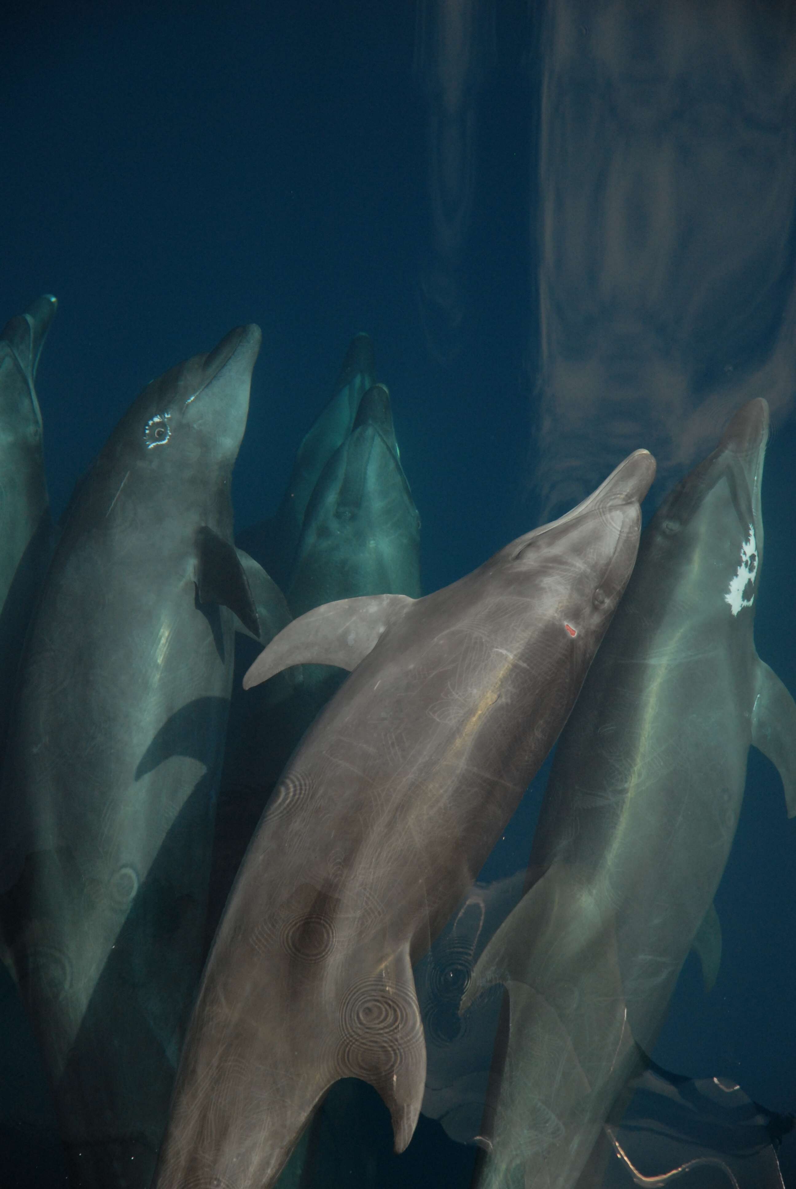 Imagem de Tursiops Gervais 1855