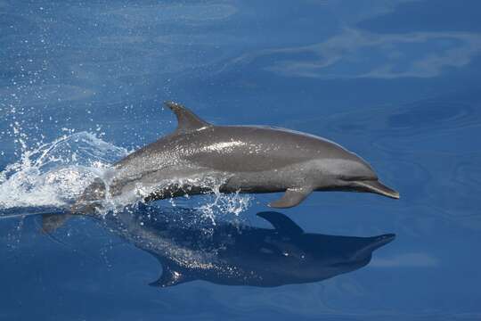 Image of Bridled Dolphin