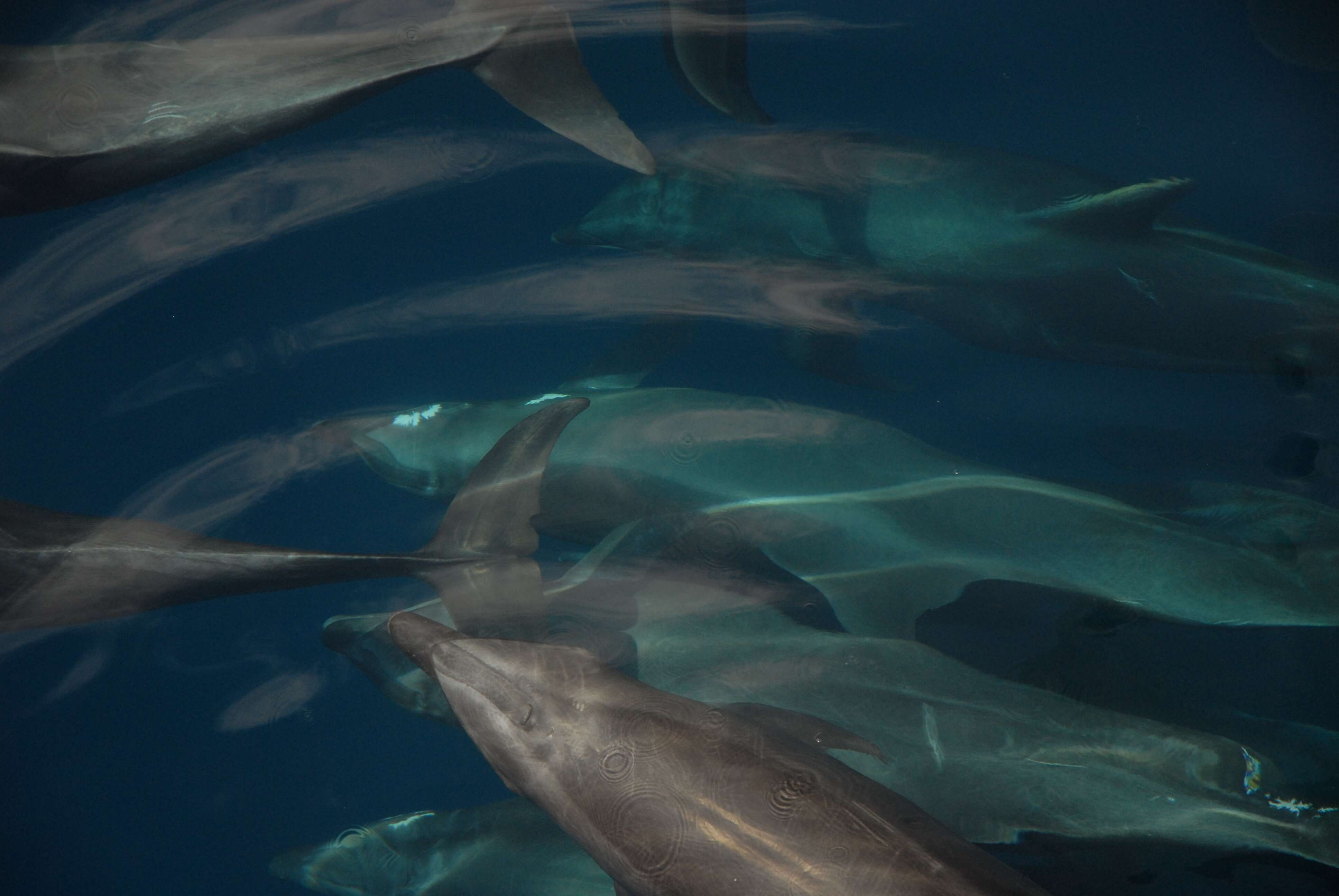 Imagem de Tursiops Gervais 1855