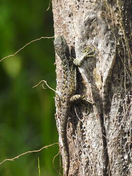 Image of Keeled Whorltail Iguana