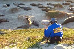 Image of Hawaiian Monk Seal