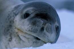 Image of leopard seal