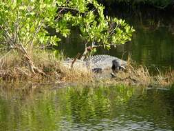 Image of alligators