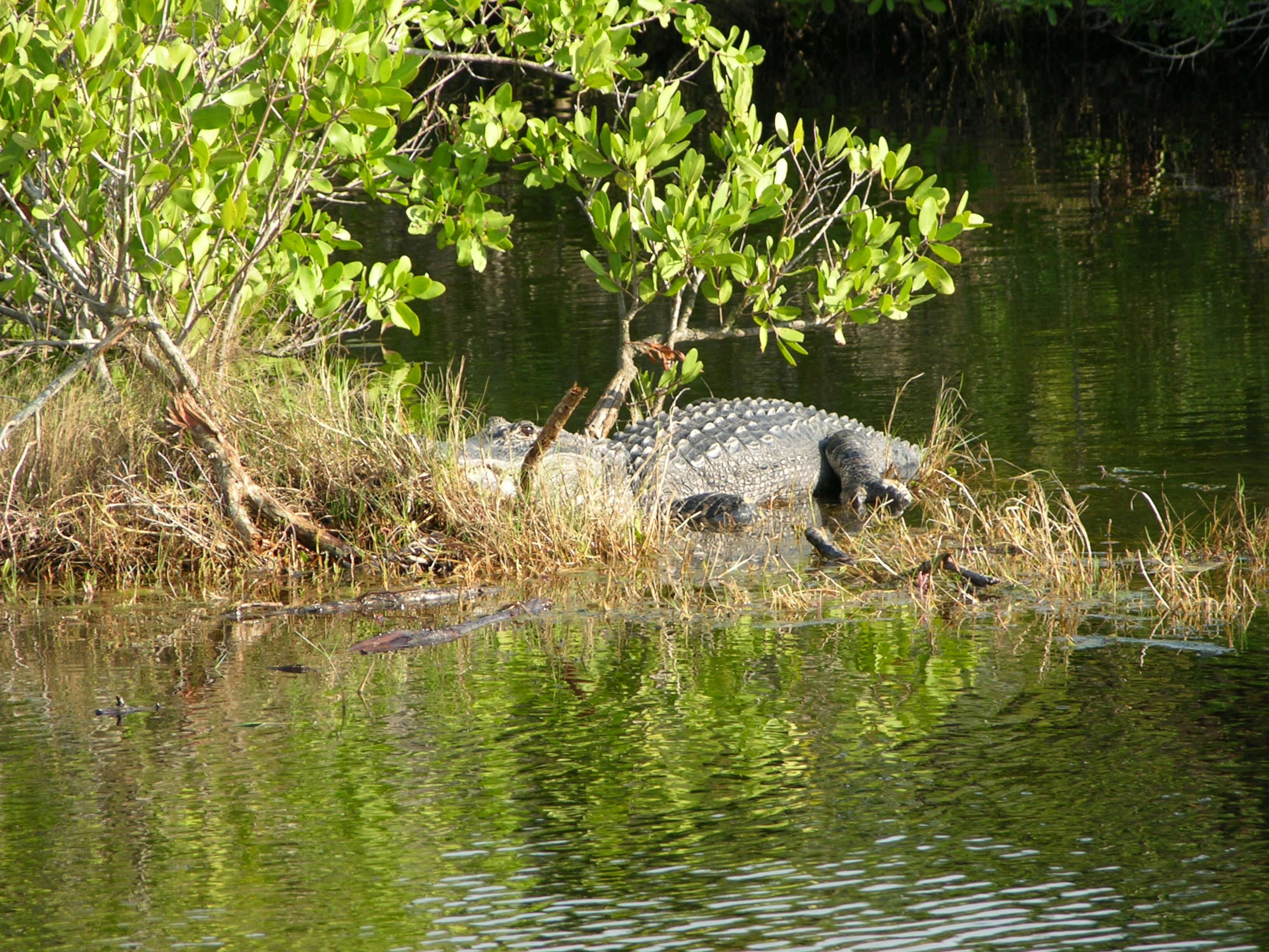 Image de Alligatoridae