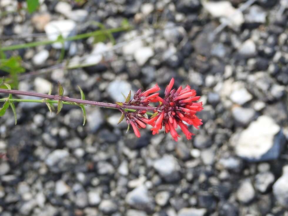 Image of Russelia verticillata Kunth