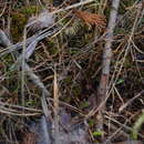 Image of little curlygrass fern