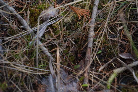 Image of little curlygrass fern