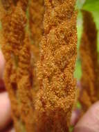 Image of Osmundastrum cinnamomeum Presl