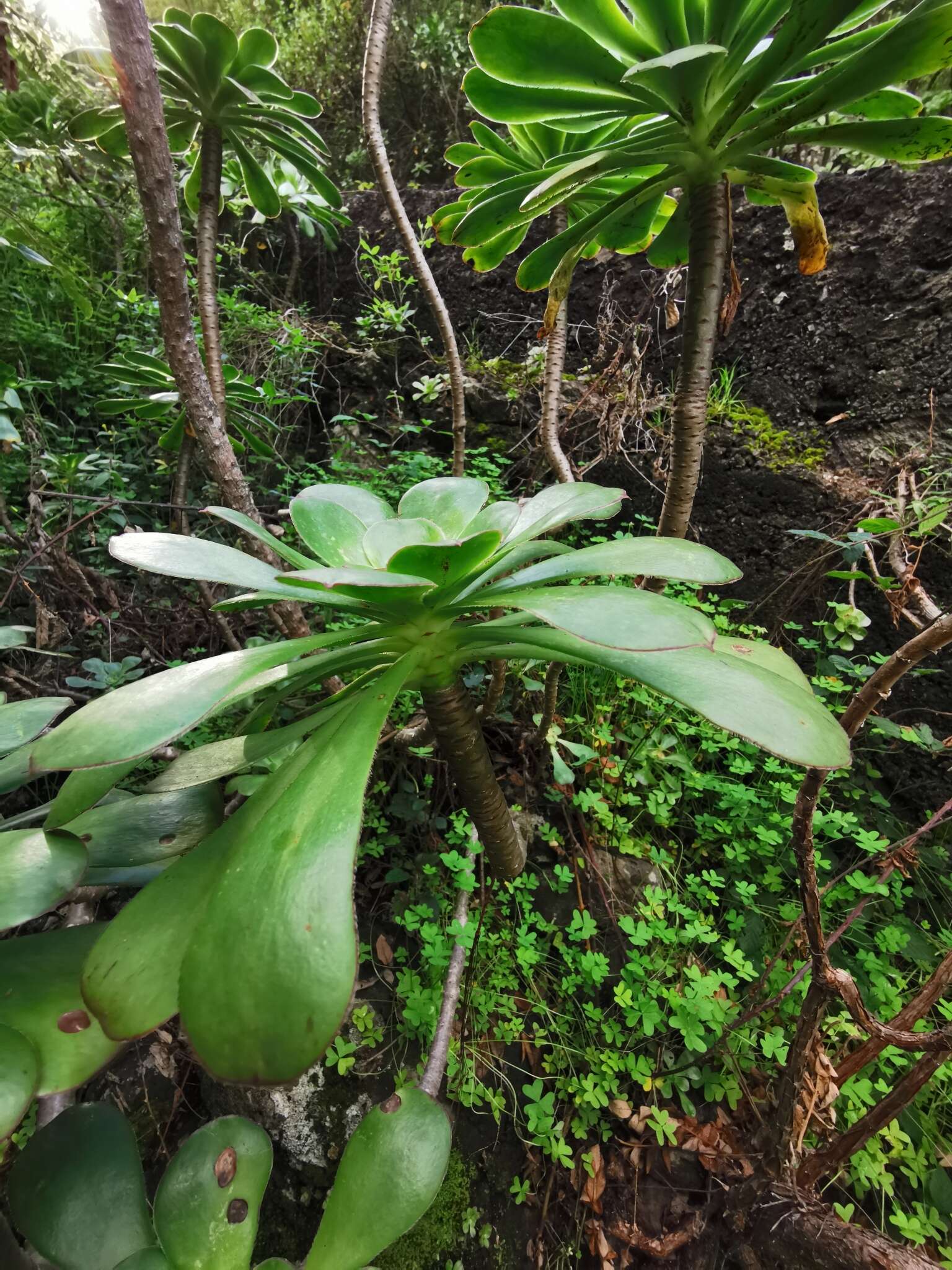 Image of saucer-plant