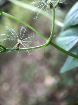 Plancia ëd Valeriana scandens Loefl.