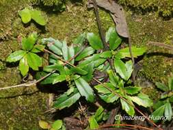 Image of Lysionotus pauciflorus var. pauciflorus