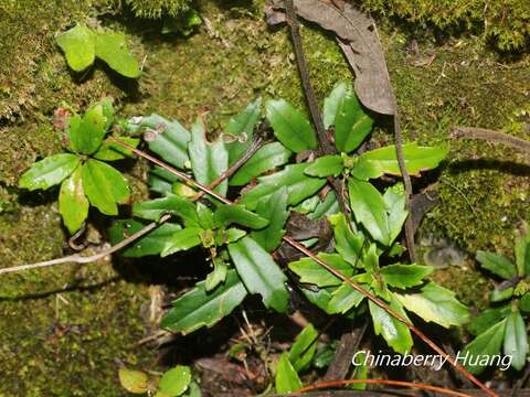 Image of Lysionotus pauciflorus Maxim.