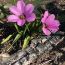 Image of Moraea versicolor (Salisb. ex Klatt) Goldblatt