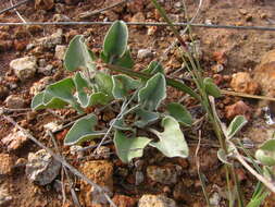 Image of silver ponysfoot