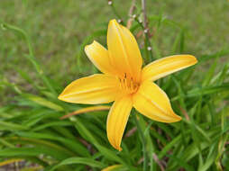 Imagem de Hemerocallis lilioasphodelus L.