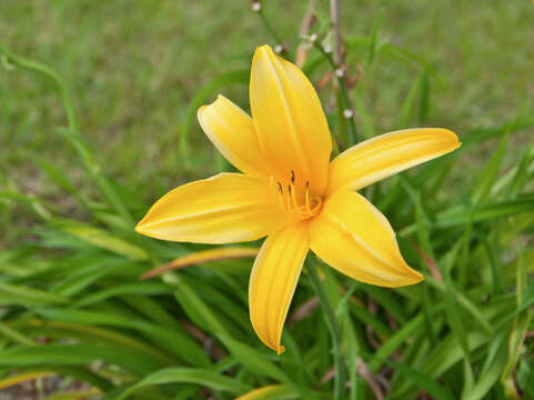 Image of lemon day-lily