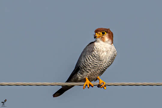 Image of Red-headed Falcon