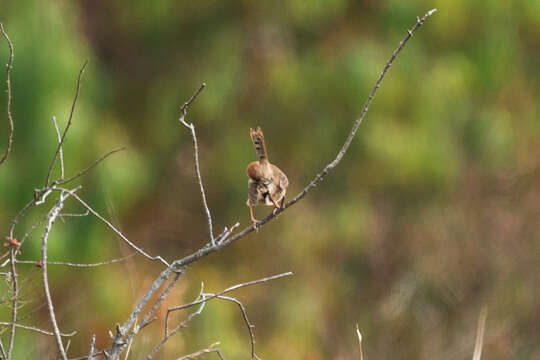 Image of Black-lored Cisticola