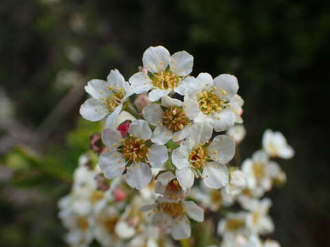 Image de Spiraea hypericifolia subsp. obovata (Waldst. & Kit. ex Willd.) Dostál