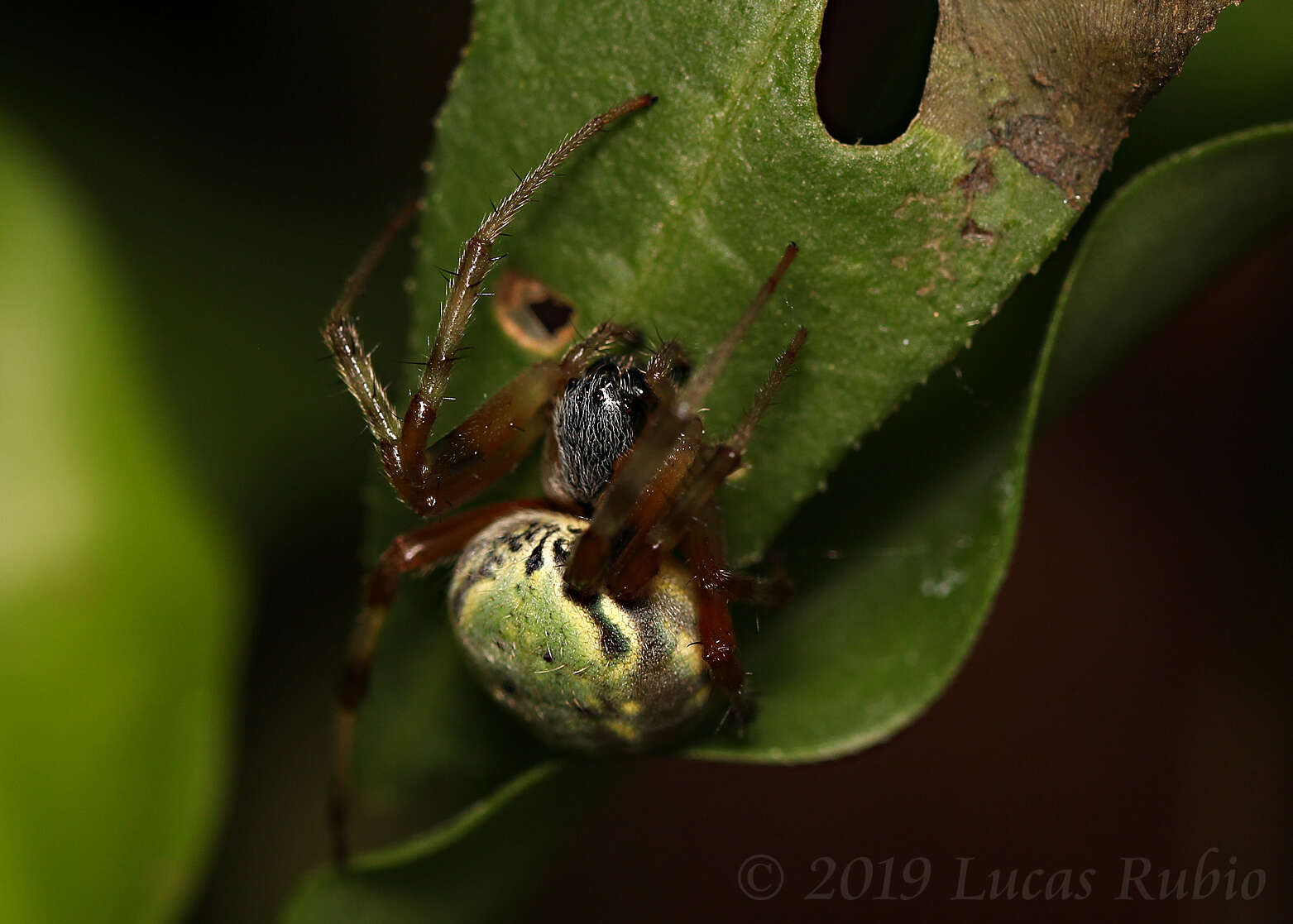 Imagem de Araneus workmani (Keyserling 1884)