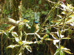 Image of Amazonian Motmot