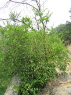 Image de Achatocarpus nigricans Triana