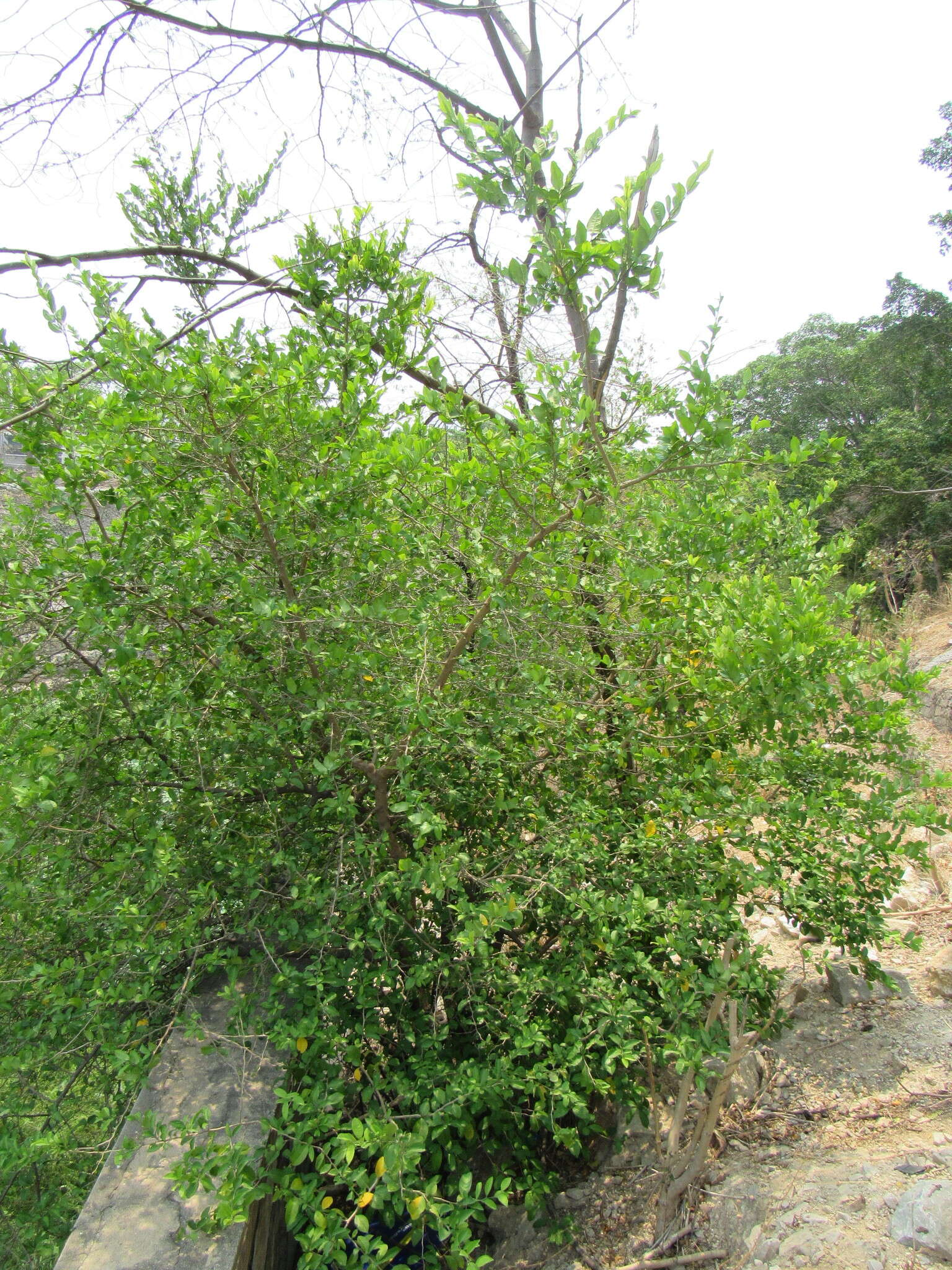 Image of Achatocarpus nigricans Triana