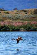 Imagem de Phoenicopterus chilensis Molina 1782