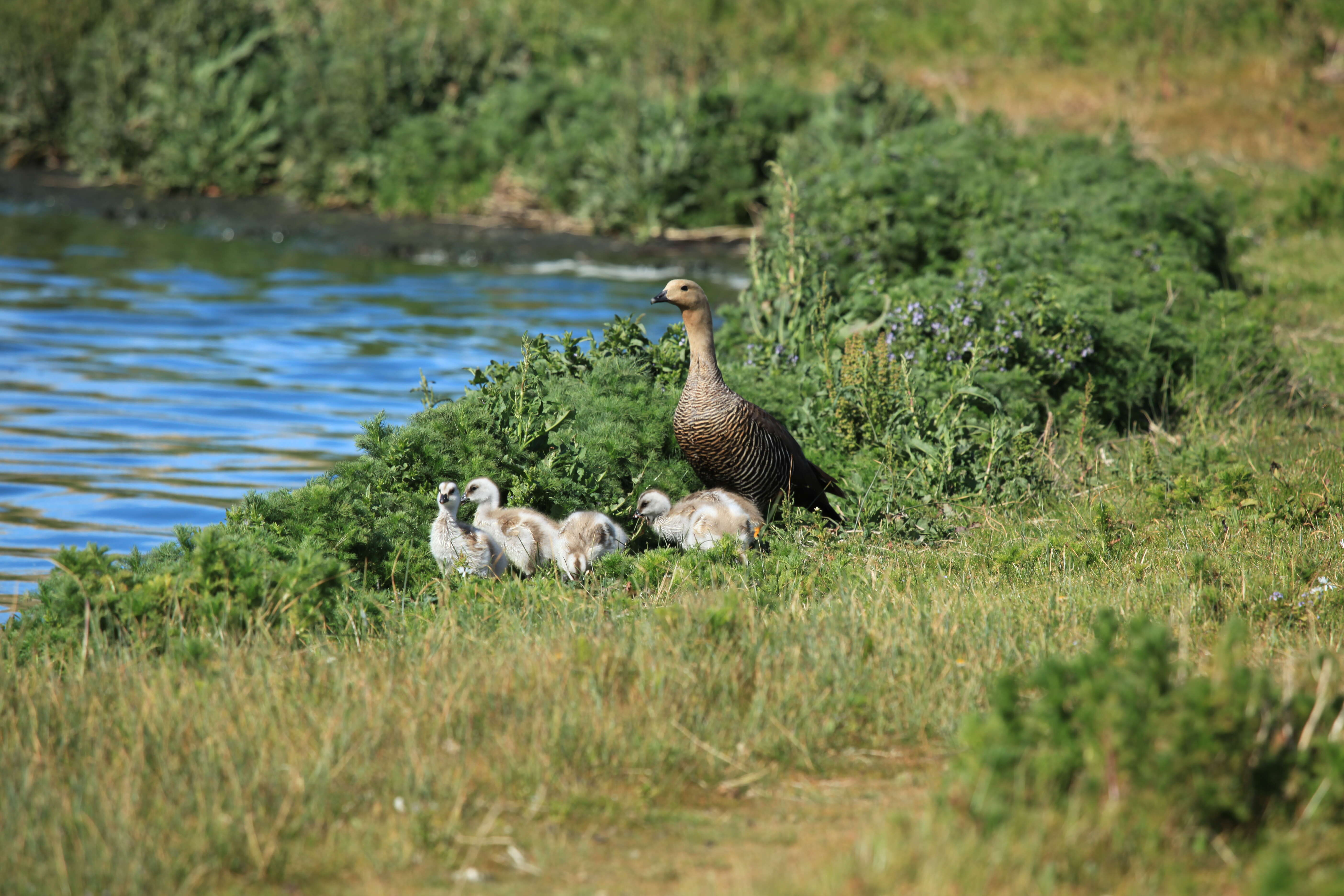 Image of magellan goose, upland goose