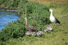 Image of magellan goose, upland goose