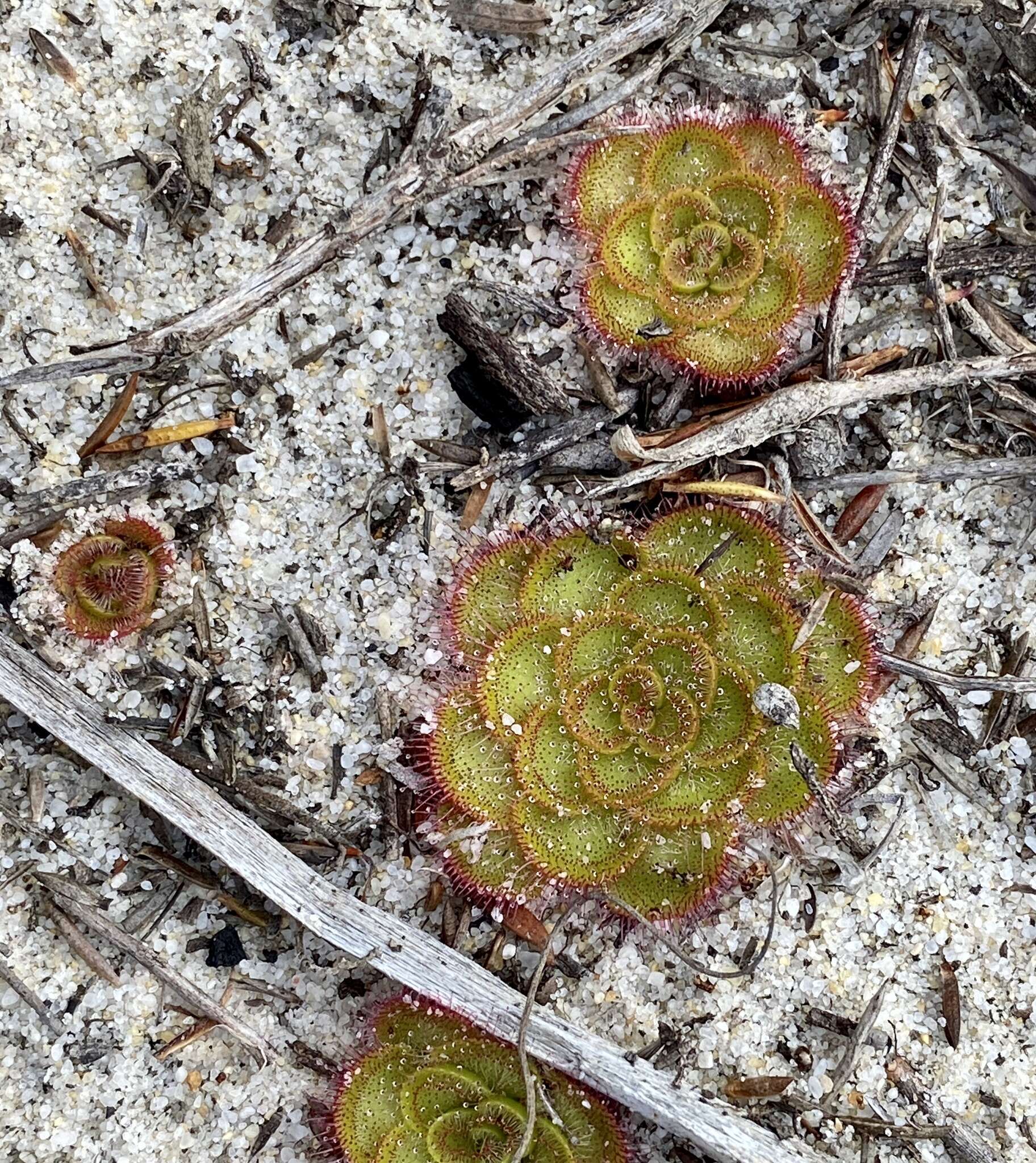 صورة Drosera zonaria Planch.