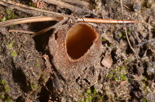 Imagem de Hoffmannoscypha pellita (Sacc.) Stielow, Göker & Klenk 2012