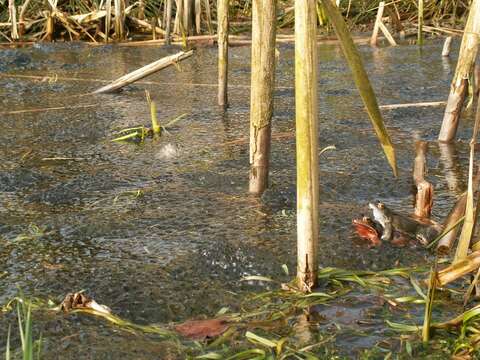 Image of Common frog