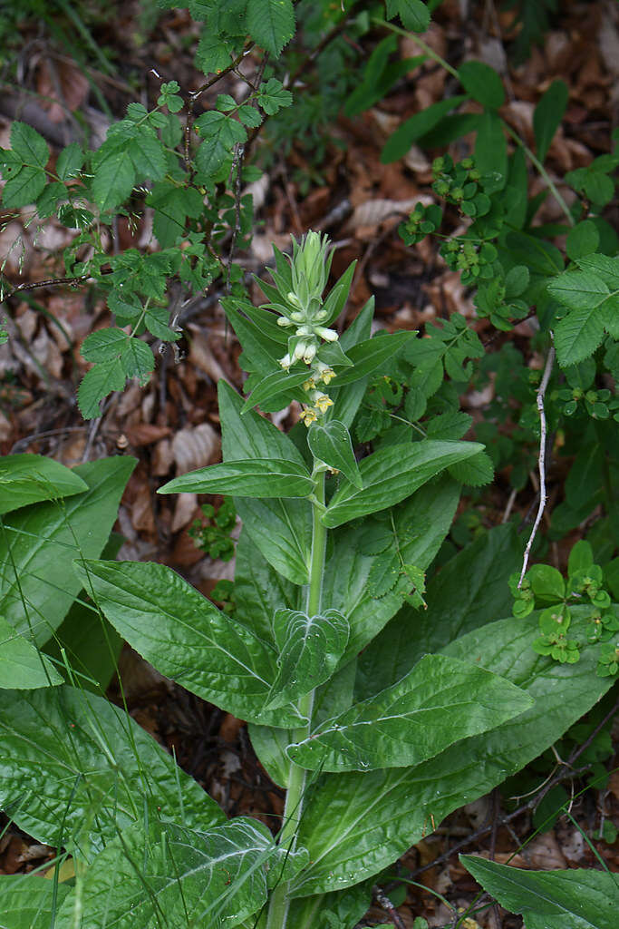 Image of Digitalis viridiflora Lindl.